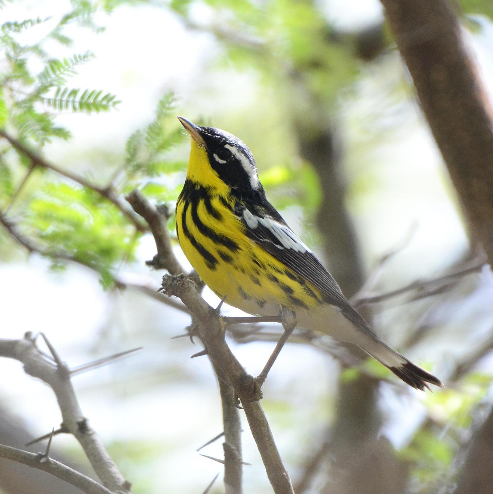 Magnolia Warbler Photo by Steven Mlodinow
