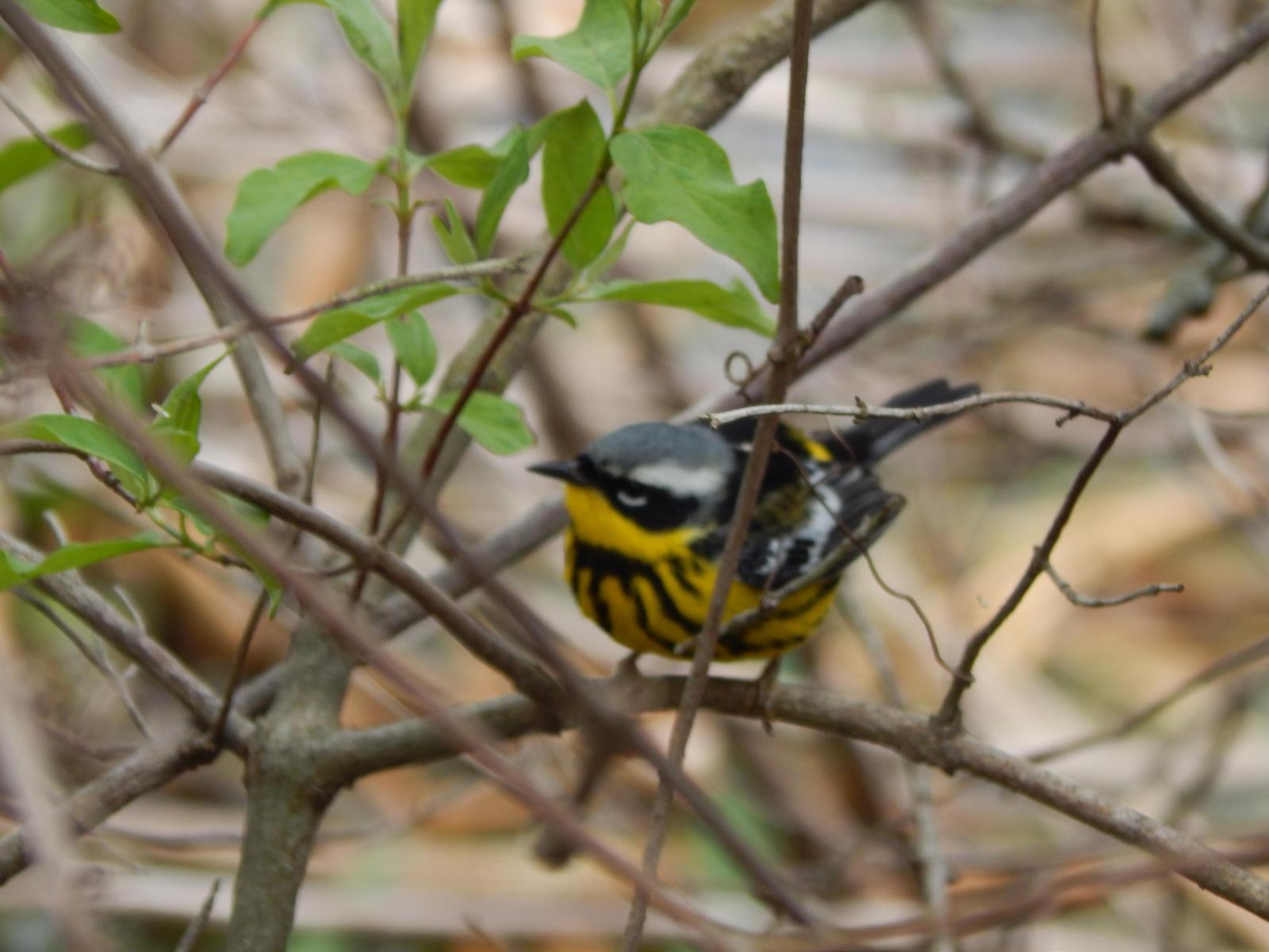 Magnolia Warbler Photo by Herb Houser