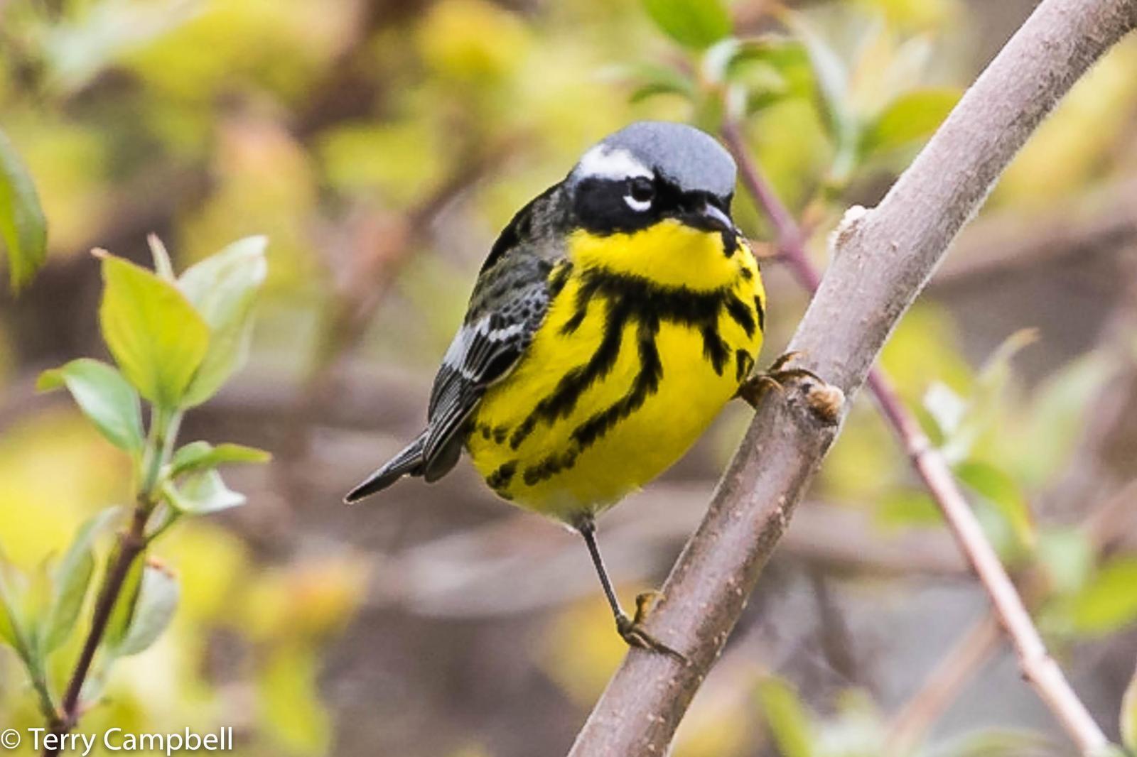 Magnolia Warbler Photo by Terry Campbell