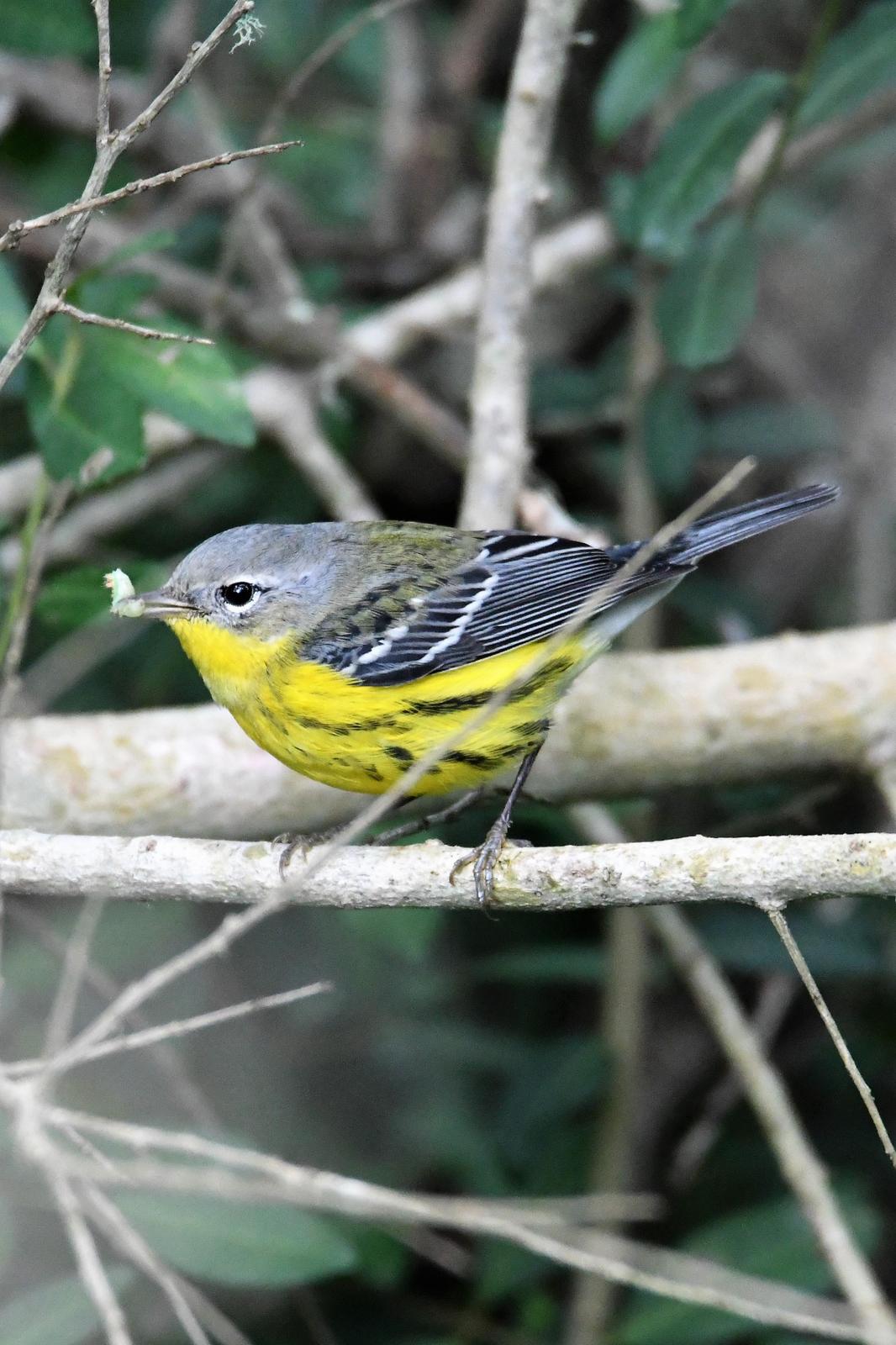 Magnolia Warbler Photo by Jerry Chen