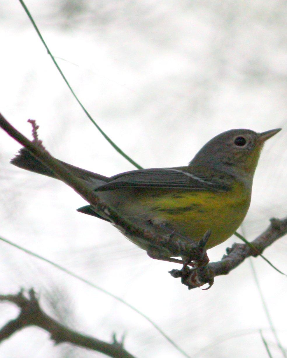 Magnolia Warbler Photo by Andrew Core
