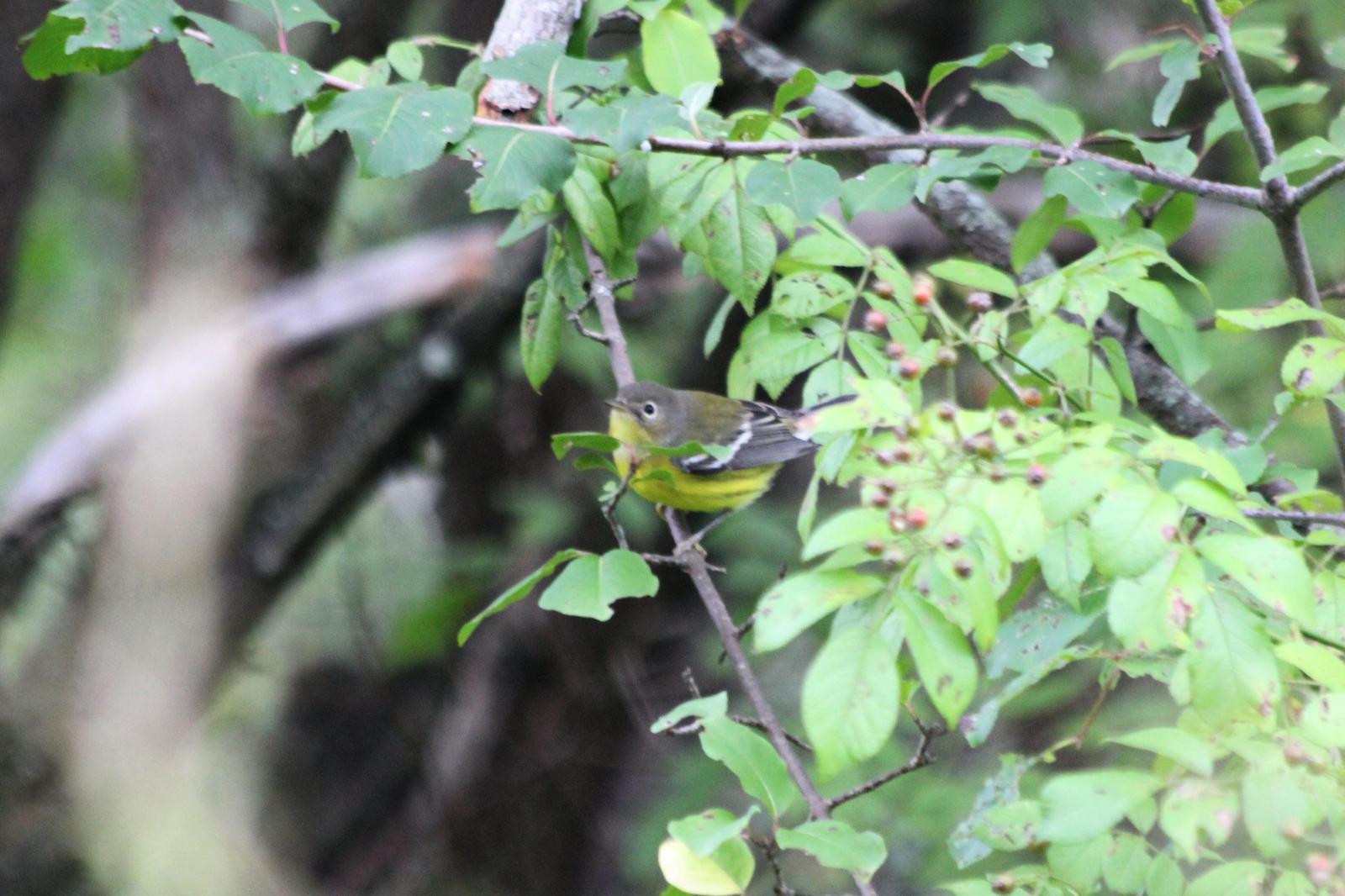 Magnolia Warbler Photo by Darrin Menzo