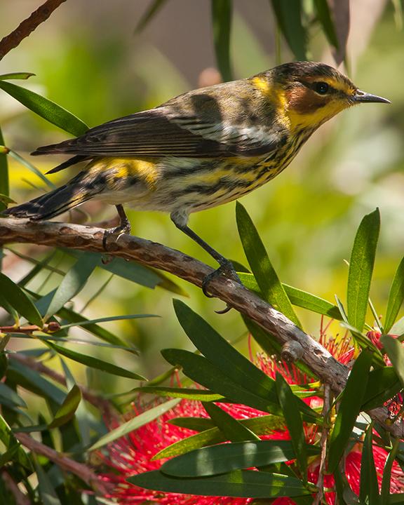 Cape May Warbler Photo by Christine J Shanks