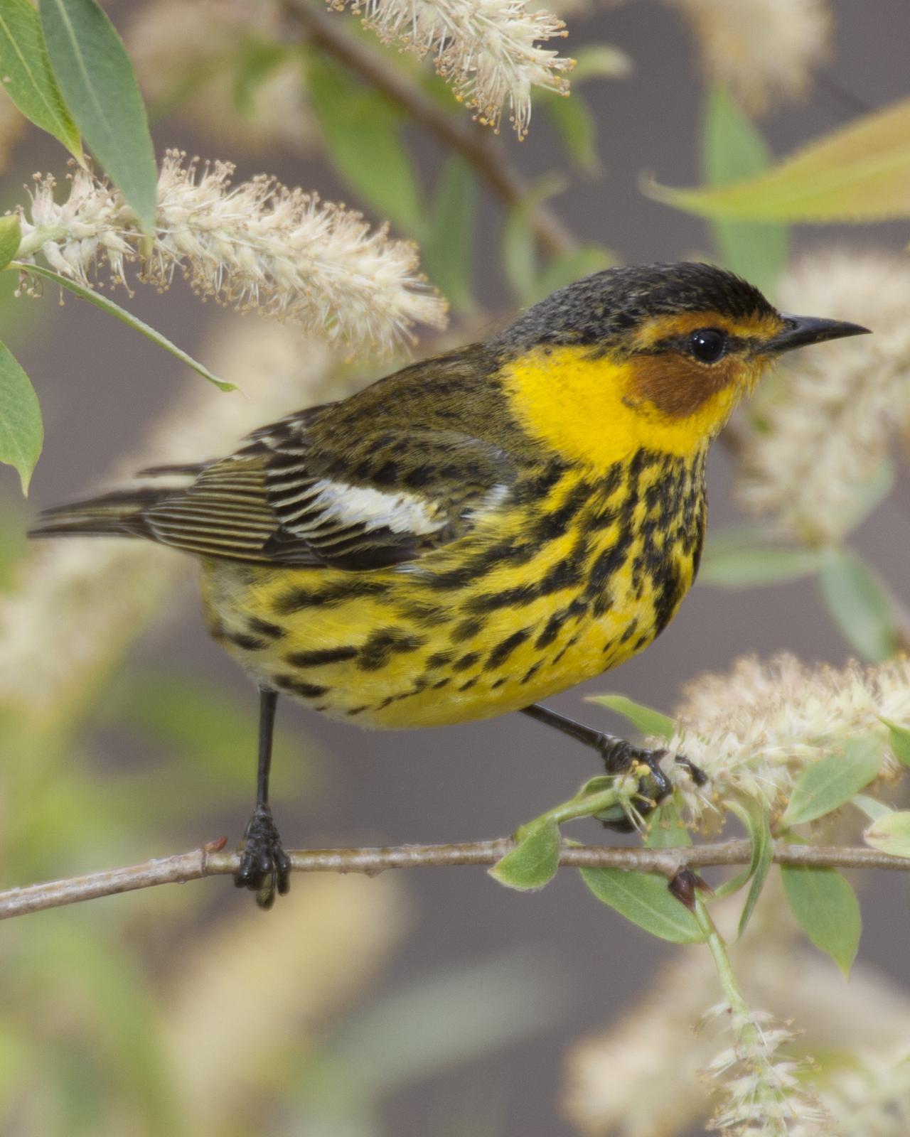 Cape May Warbler Photo by Jeff Moore