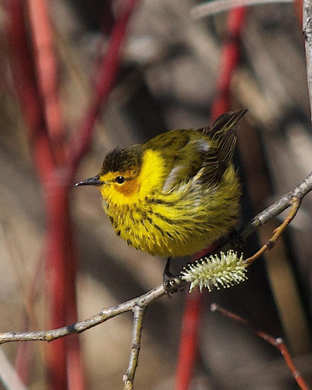 Cape May Warbler Photo by Gerald Hoekstra