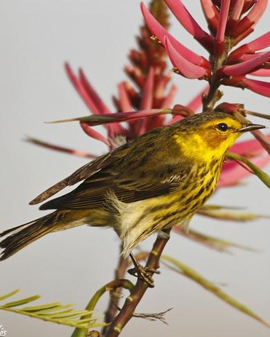 Cape May Warbler Photo by Rene Valdes