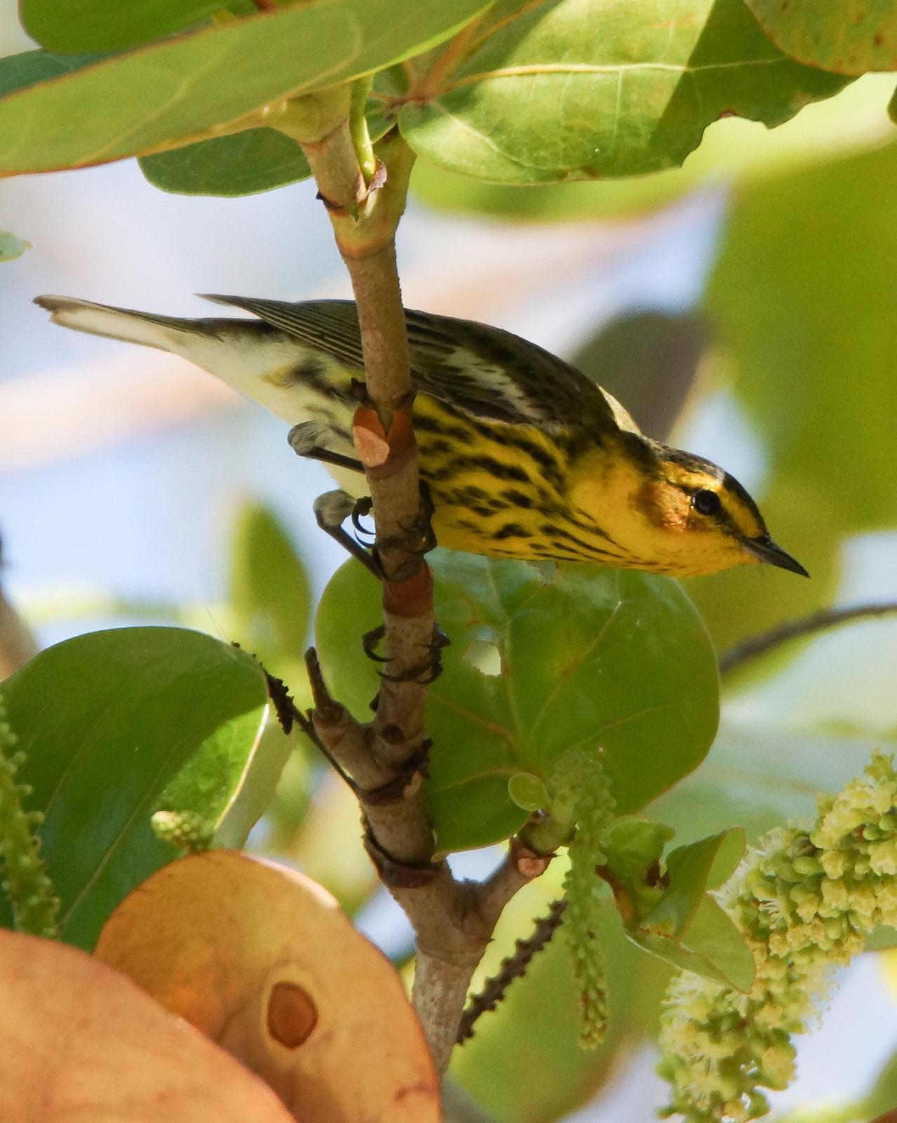 Cape May Warbler Photo by Steve Percival