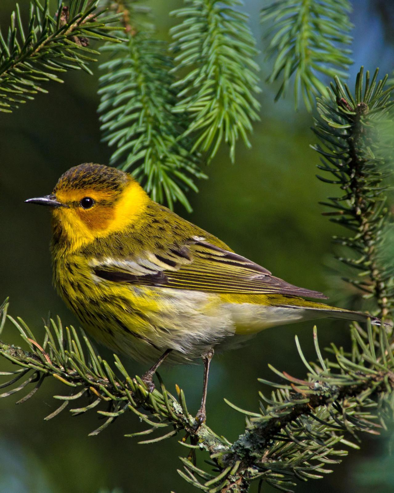 Cape May Warbler Photo by Rob Dickerson
