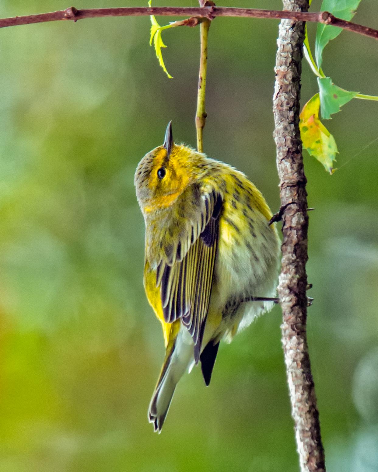 Cape May Warbler Photo by JC Knoll