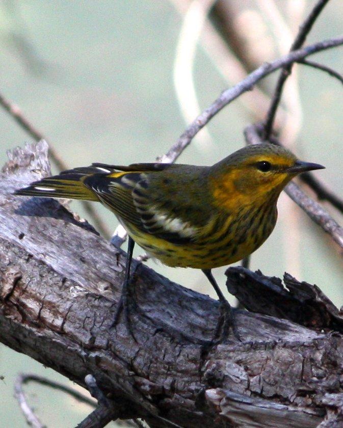 Cape May Warbler Photo by Andrew Core