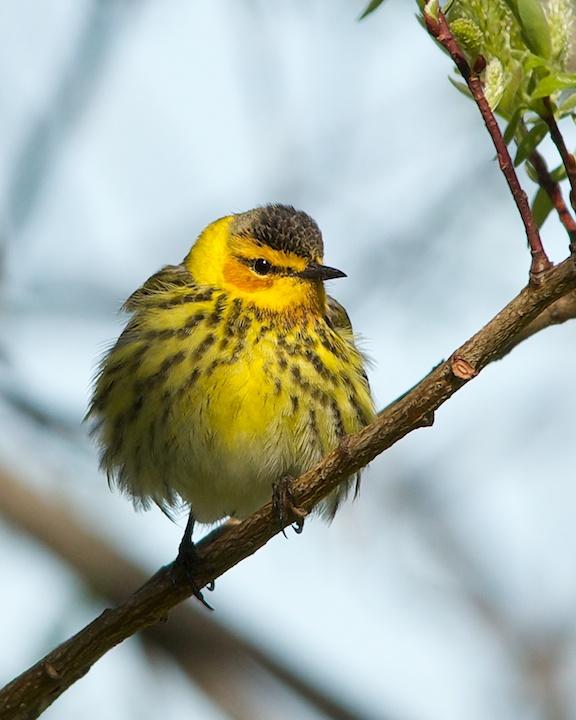 Cape May Warbler Photo by Denis Rivard