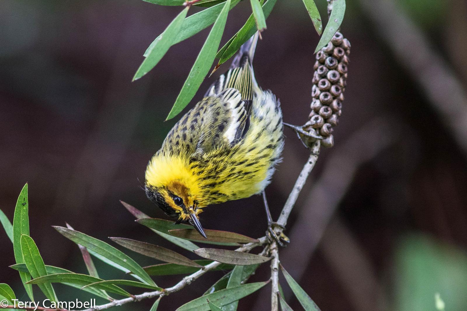 Cape May Warbler Photo by Terry Campbell