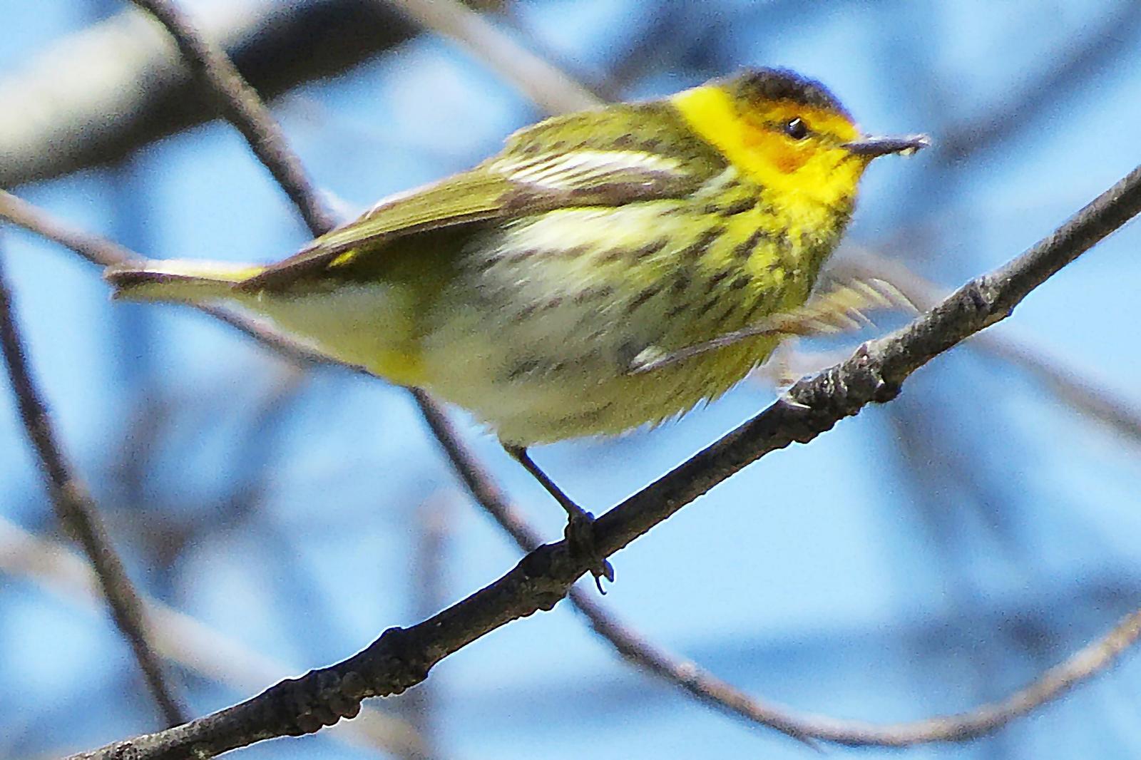 Cape May Warbler Photo by Bob Neugebauer