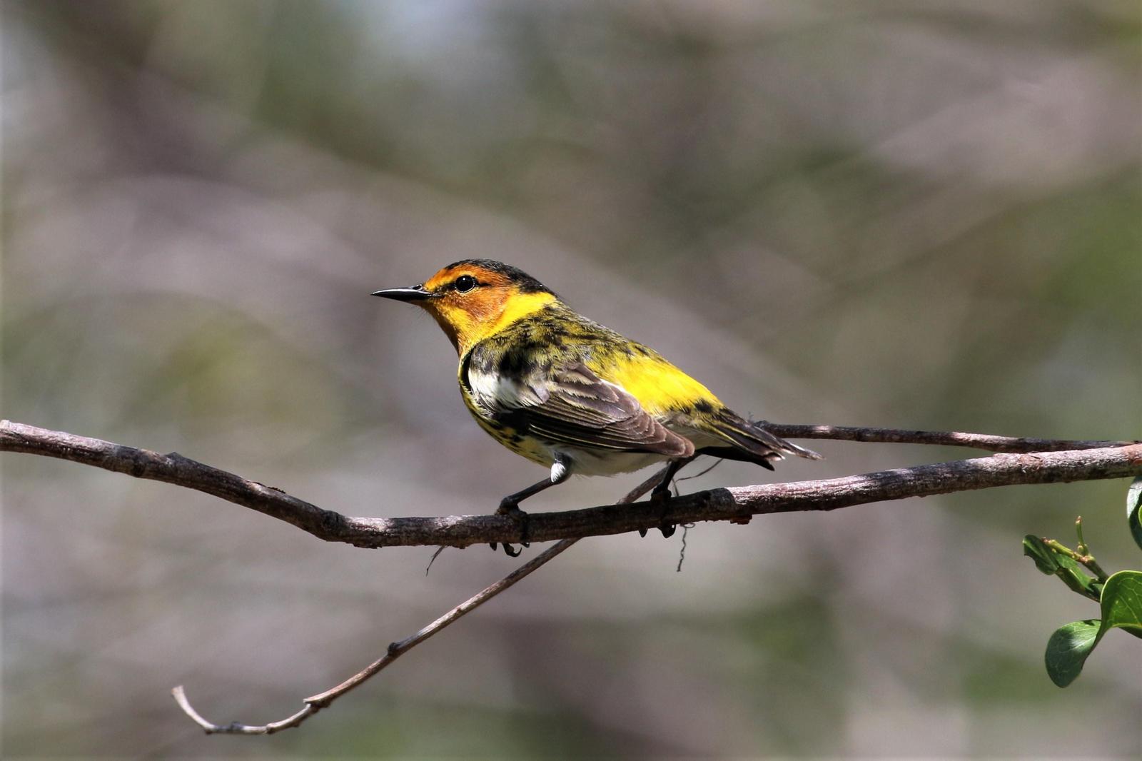 Cape May Warbler Photo by Richard Jeffers
