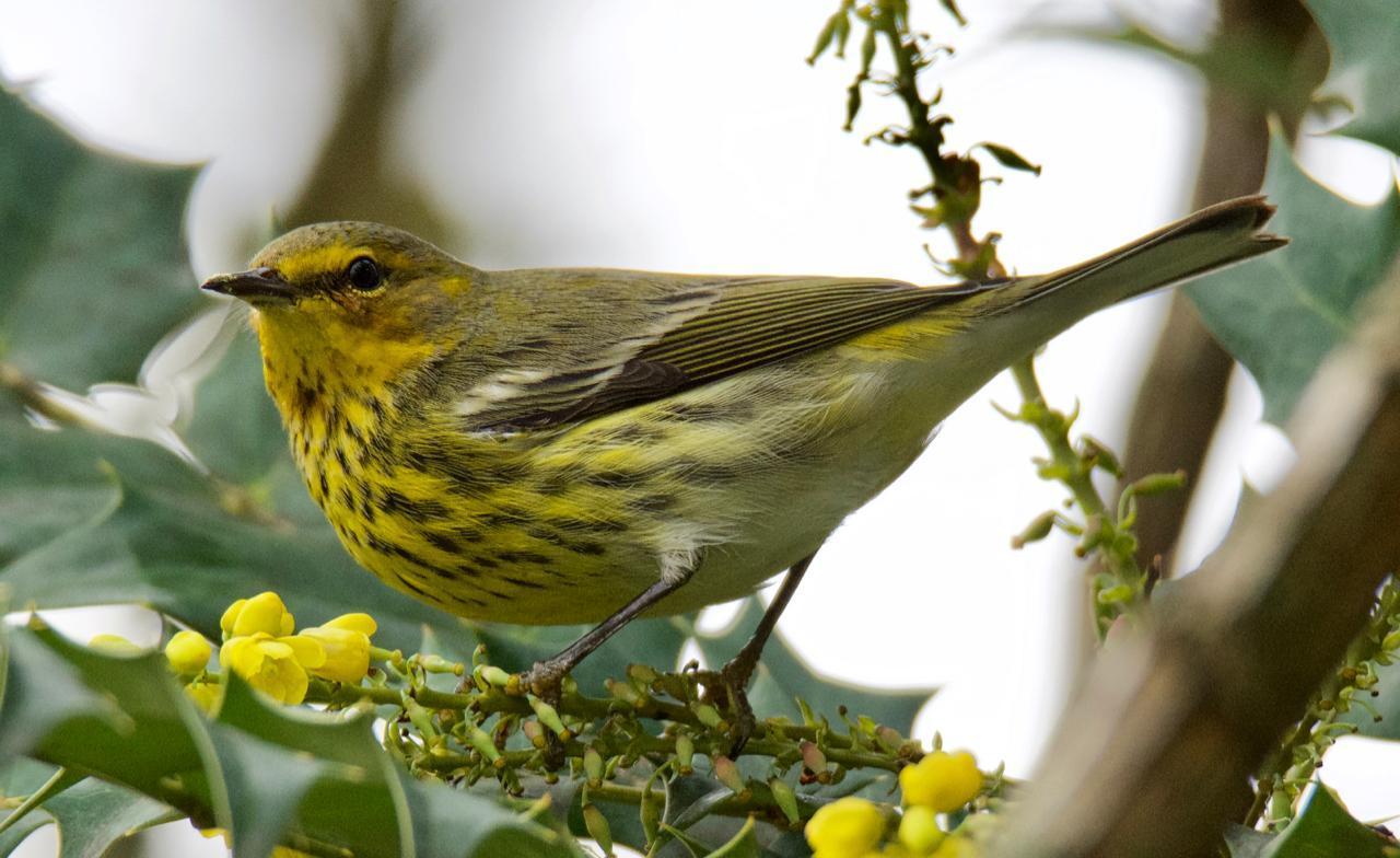 Cape May Warbler Photo by Brian Avent