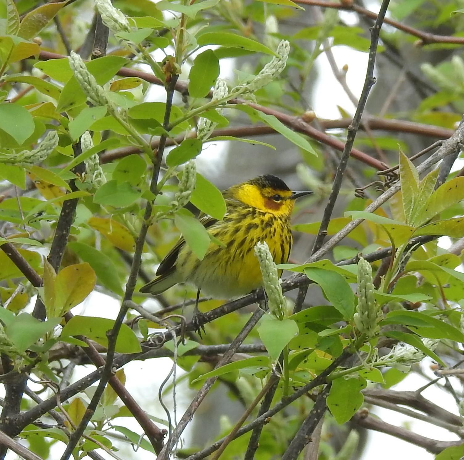 Cape May Warbler Photo by John Licharson