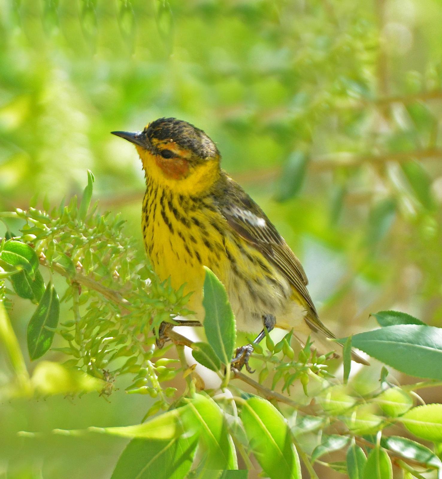 Cape May Warbler Photo by Steven Mlodinow