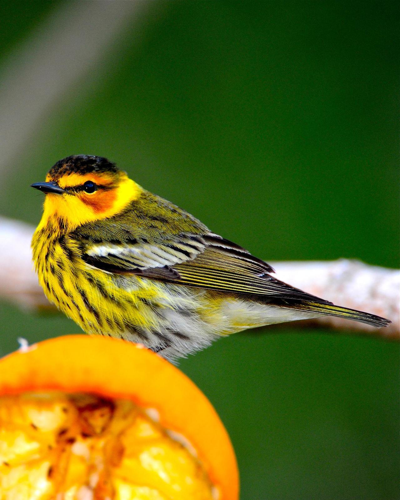 Cape May Warbler Photo by Gerald Friesen
