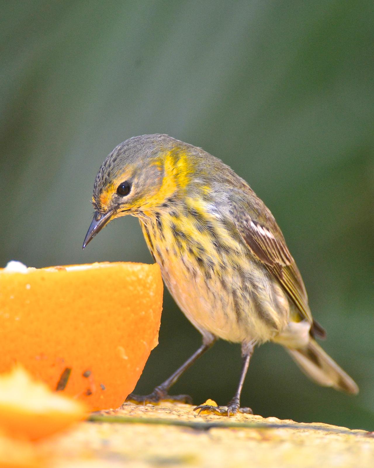 Cape May Warbler Photo by Gerald Friesen