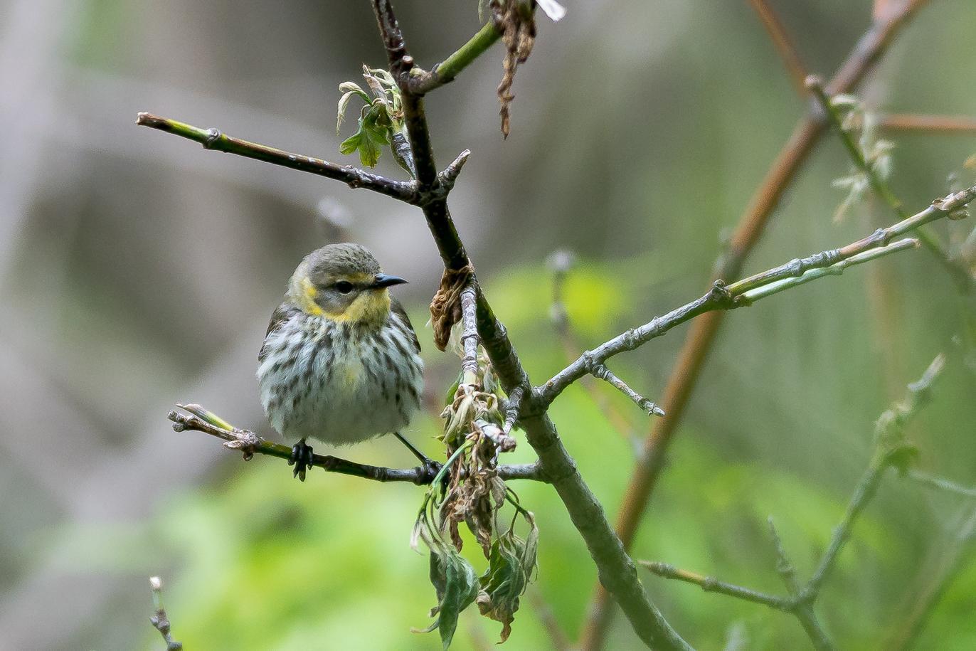 Cape May Warbler Photo by Gerald Hoekstra