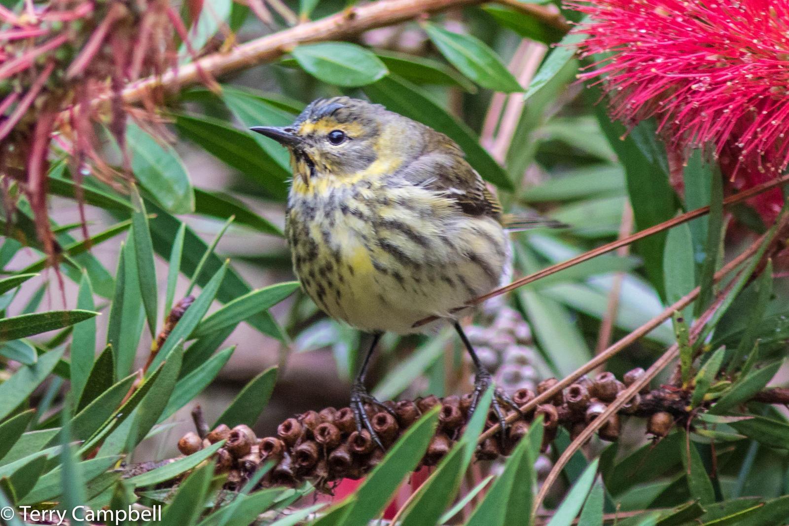 Cape May Warbler Photo by Terry Campbell
