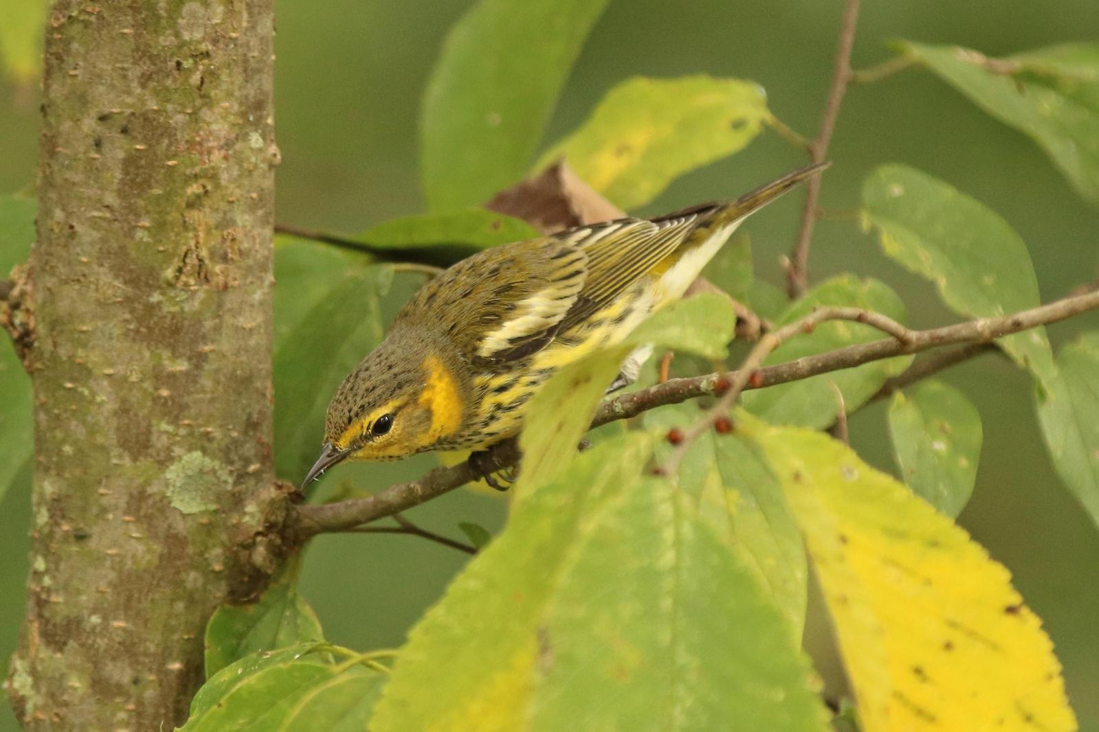 Cape May Warbler Photo by Kristy Baker