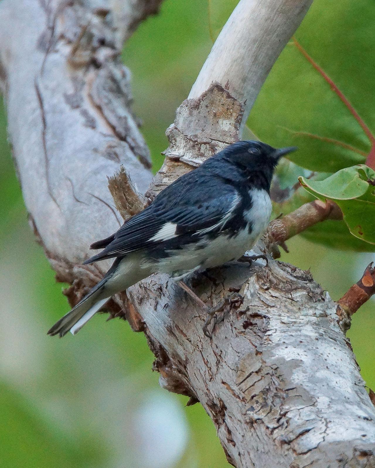 Black-throated Blue Warbler Photo by Steve Percival
