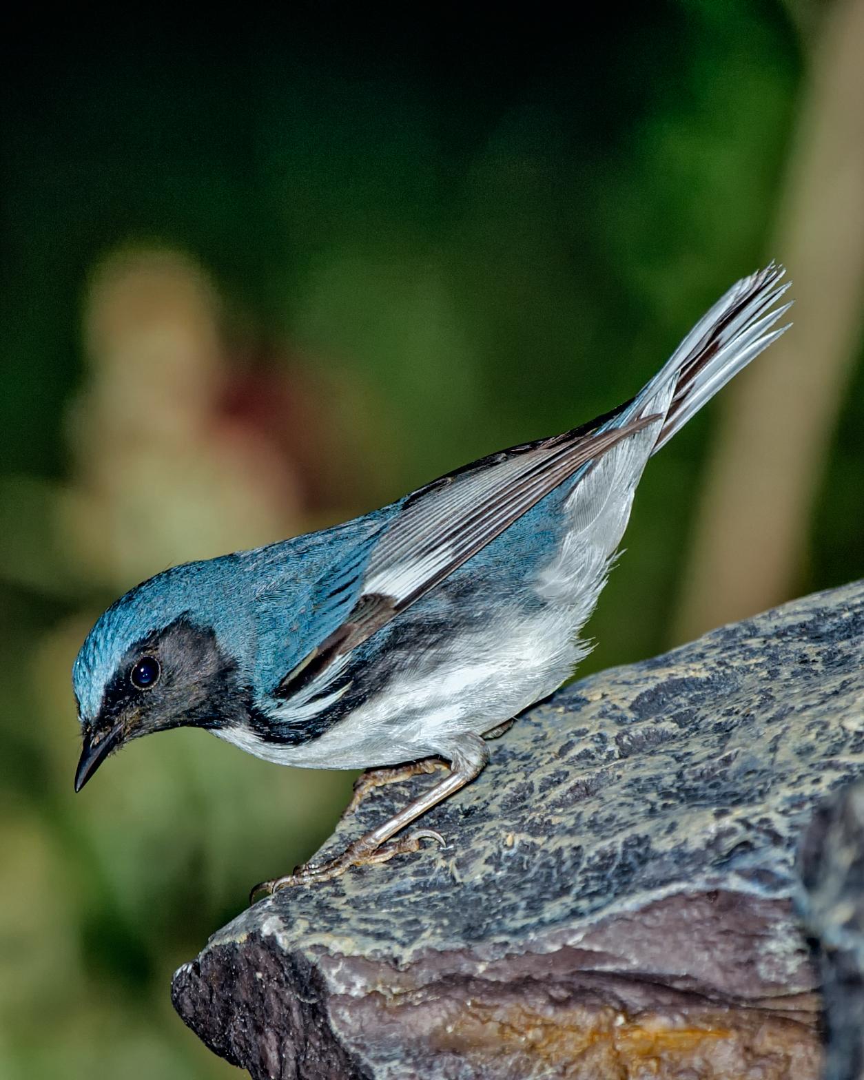 Black-throated Blue Warbler Photo by JC Knoll