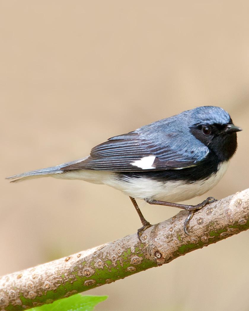 Black-throated Blue Warbler Photo by Josh Haas