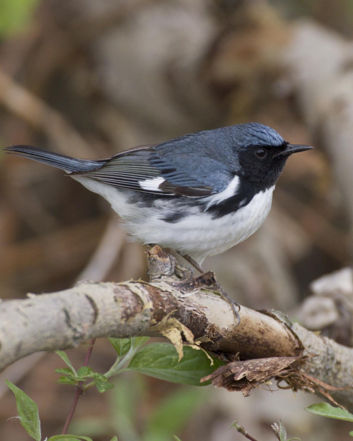Black-throated Blue Warbler Photo by Jeff Moore