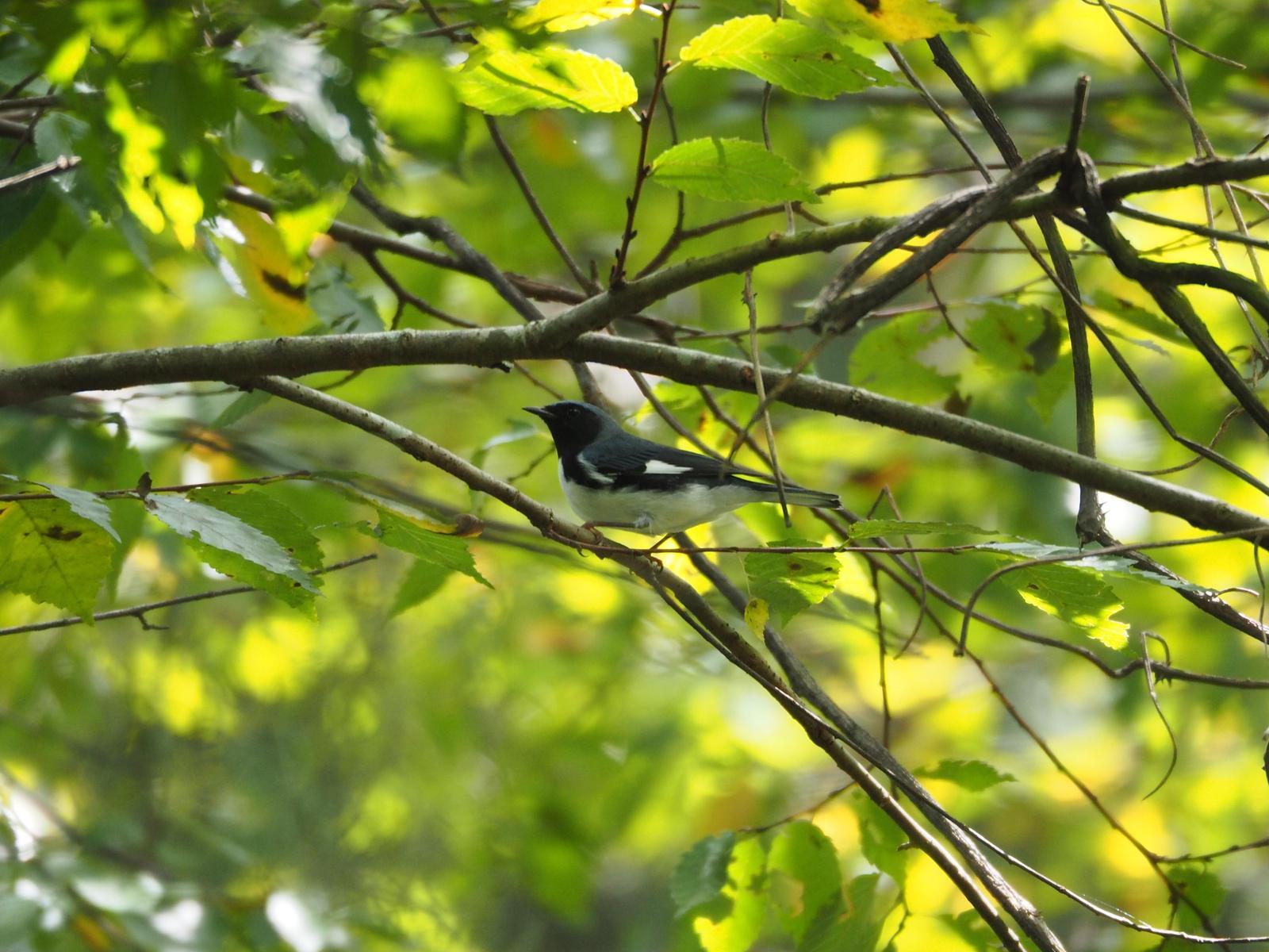 Black-throated Blue Warbler Photo by Colin Hill