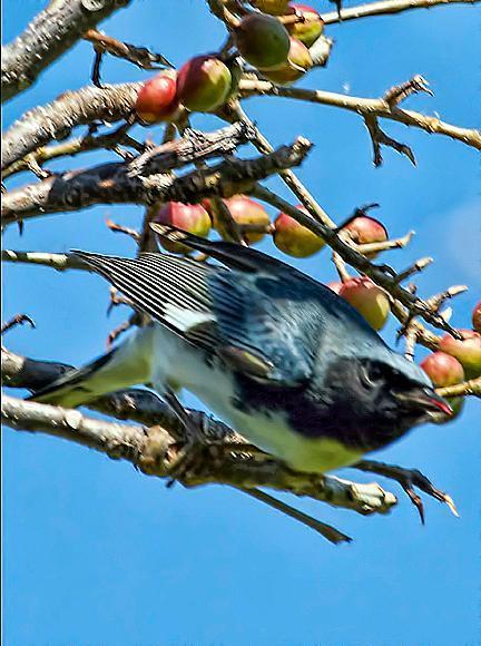 Black-throated Blue Warbler Photo by Dan Tallman