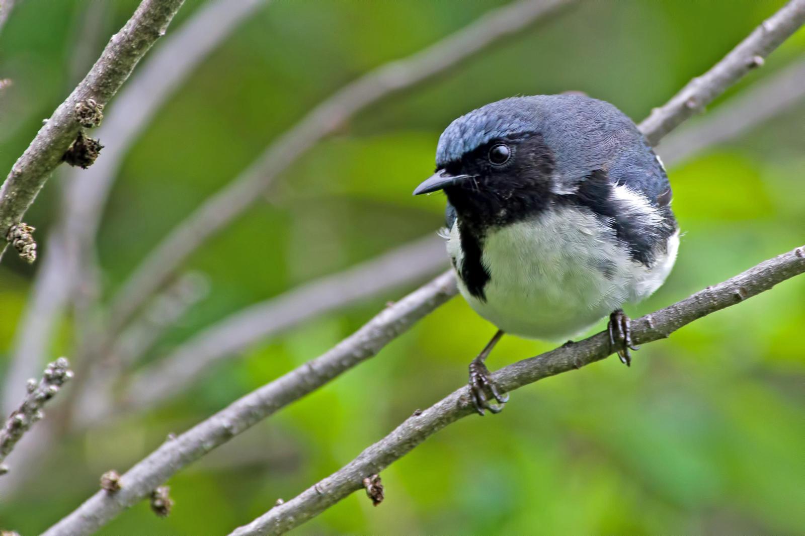 Black-throated Blue Warbler Photo by Rob Dickerson