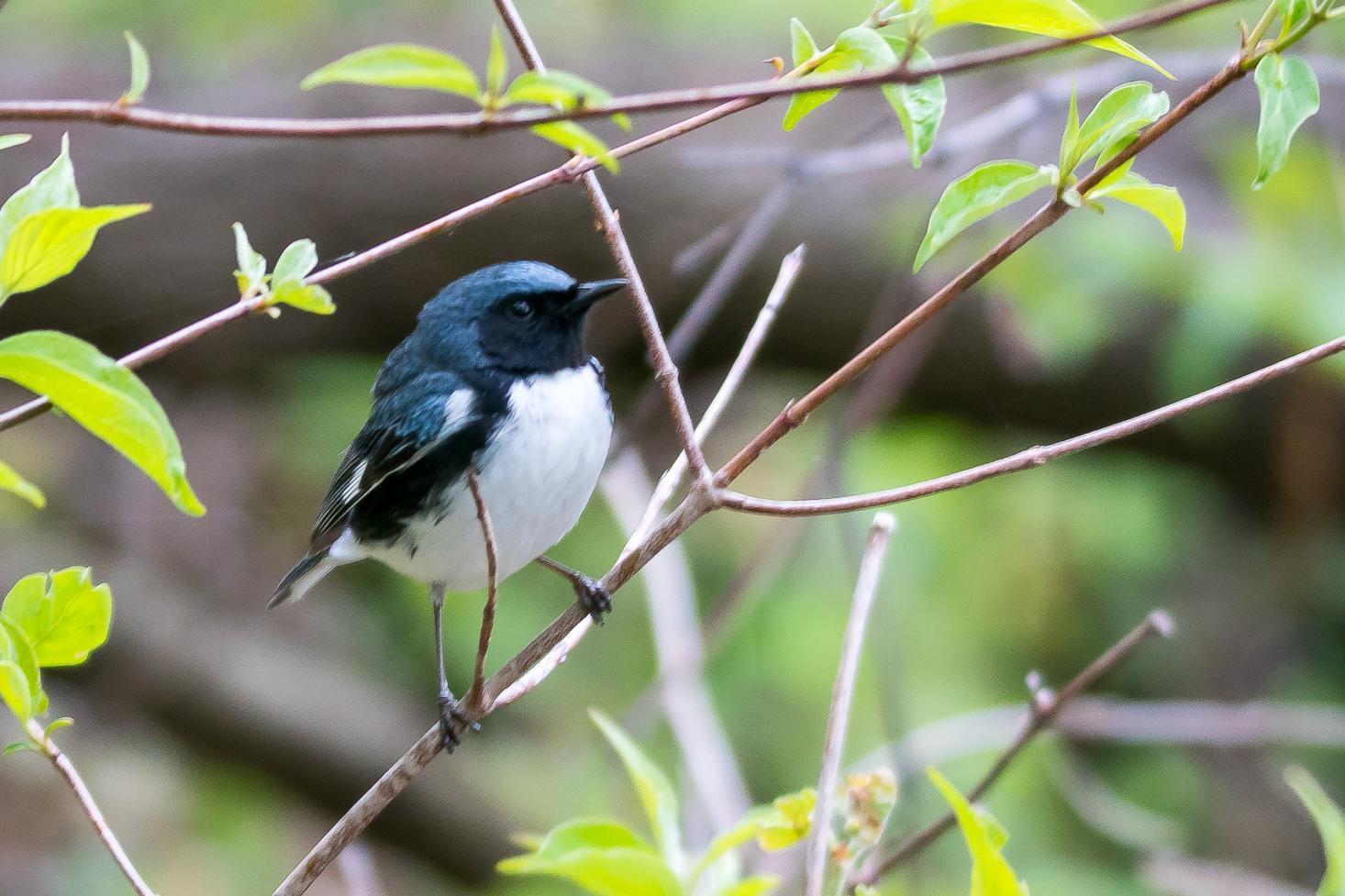 Black-throated Blue Warbler Photo by Gerald Hoekstra