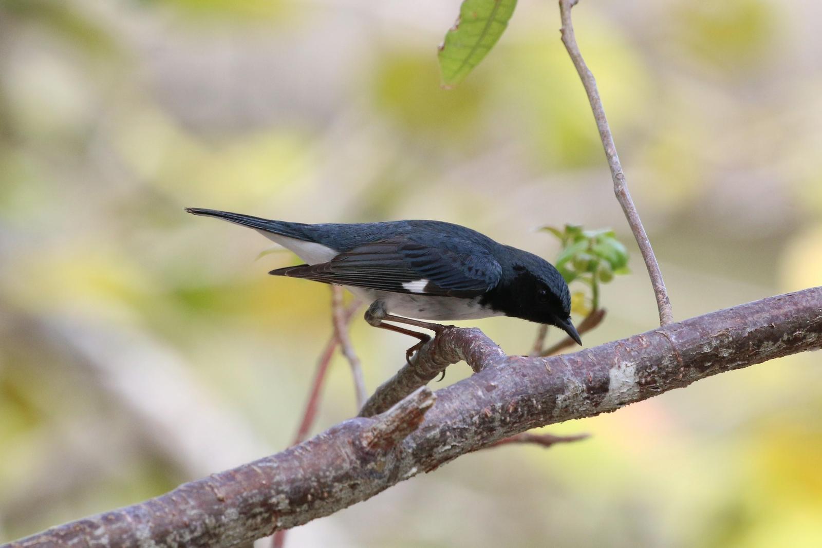 Black-throated Blue Warbler Photo by Richard Jeffers