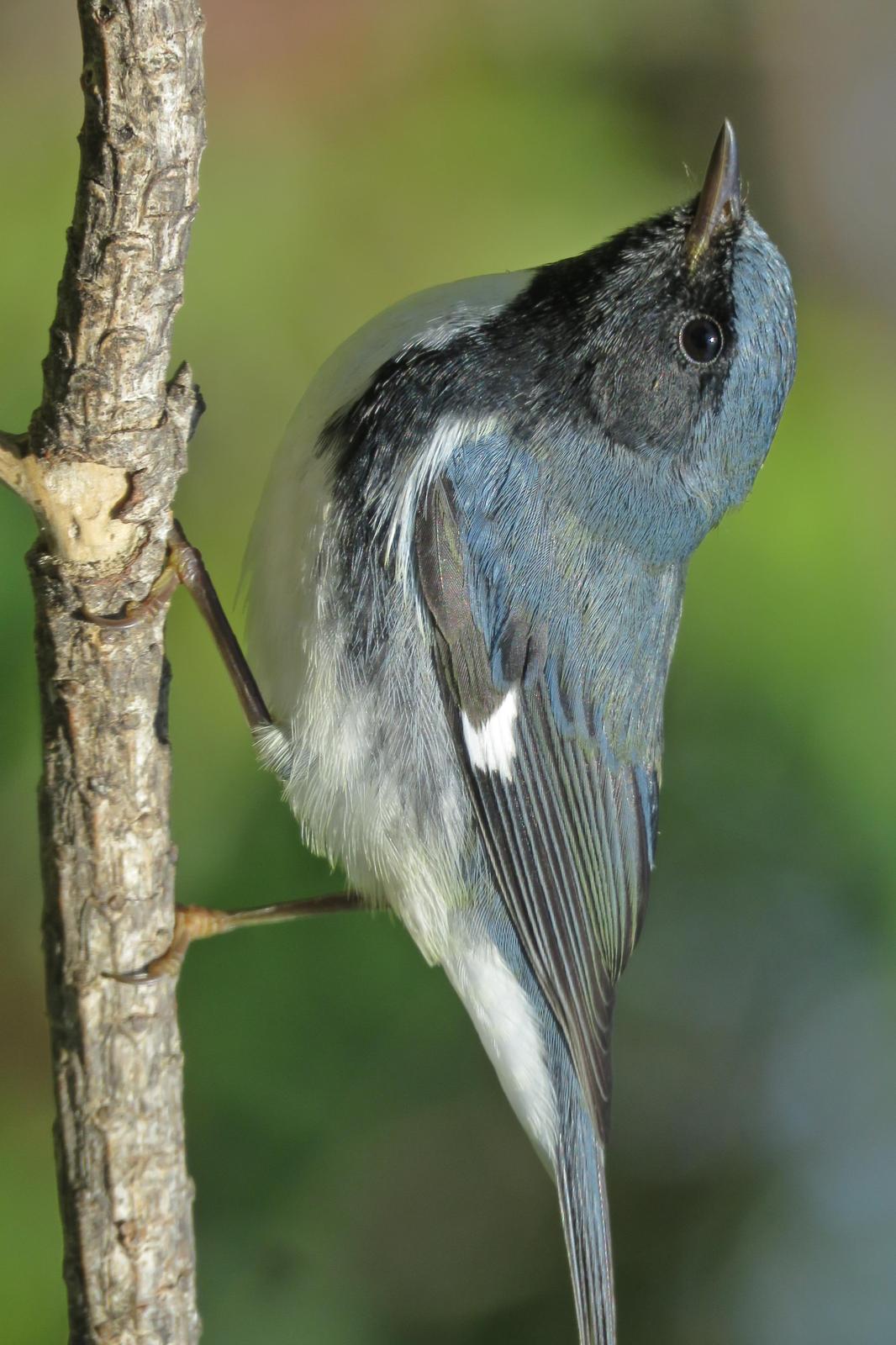 Black-throated Blue Warbler Photo by Bob Neugebauer