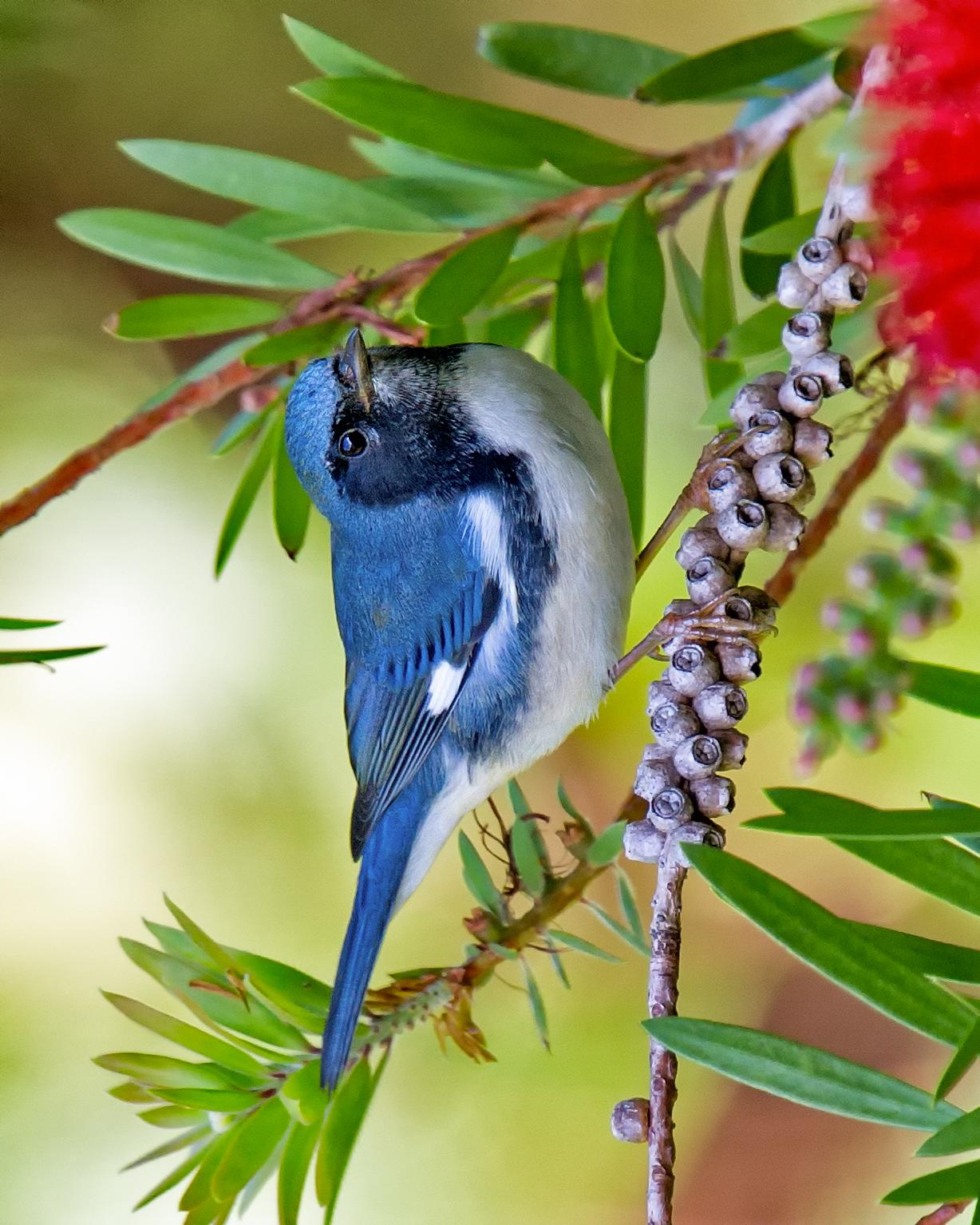Black-throated Blue Warbler Photo by JC Knoll