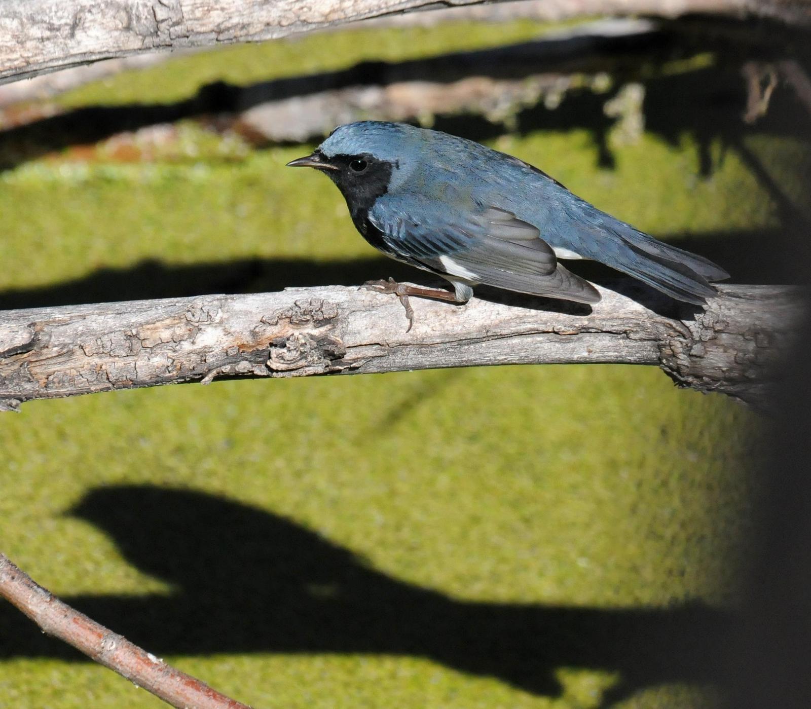 Black-throated Blue Warbler Photo by Steven Mlodinow