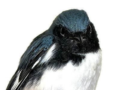 Black-throated Blue Warbler Photo by Dan Tallman