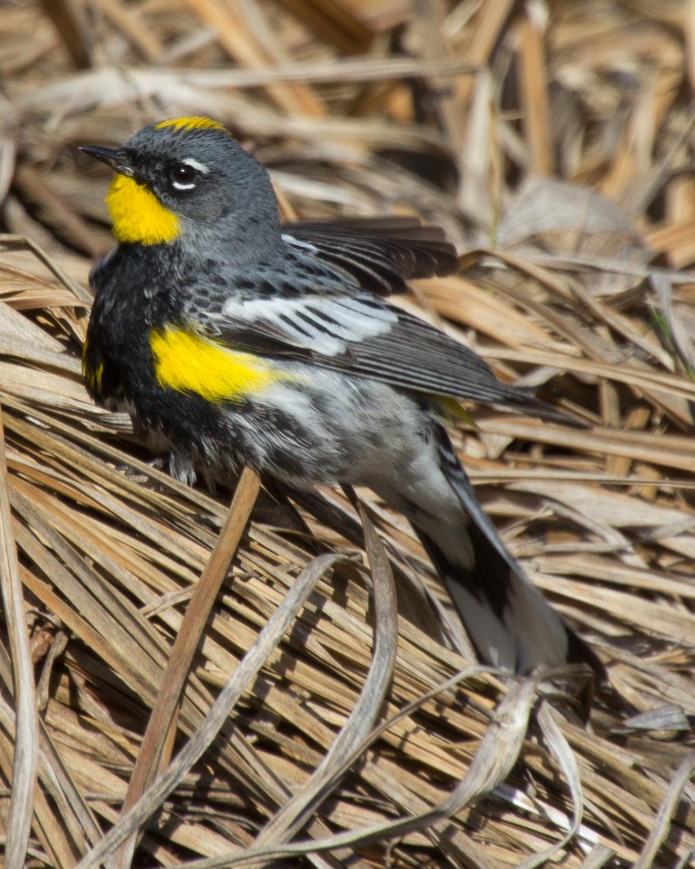 Yellow-rumped Warbler Photo by Anita Strawn de Ojeda