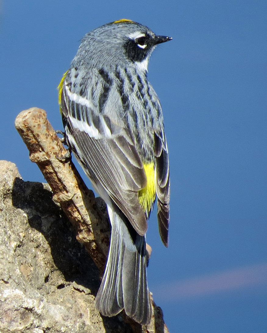 Yellow-rumped Warbler Photo by Kelly Preheim