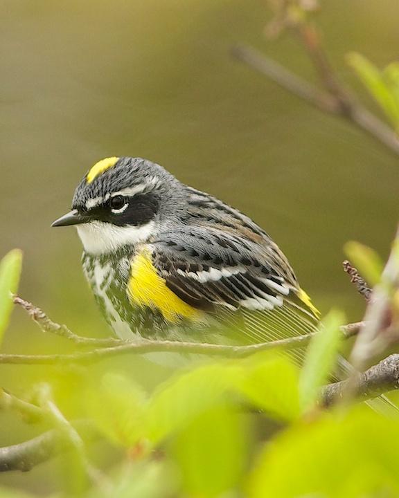 Yellow-rumped Warbler Photo by Denis Rivard