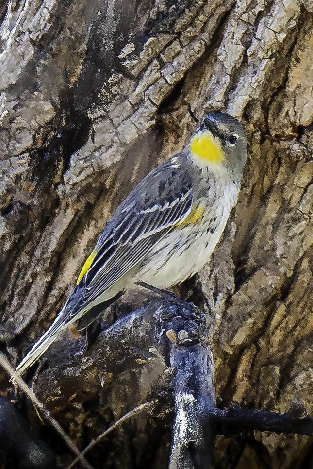 Yellow-rumped Warbler Photo by Mason Rose