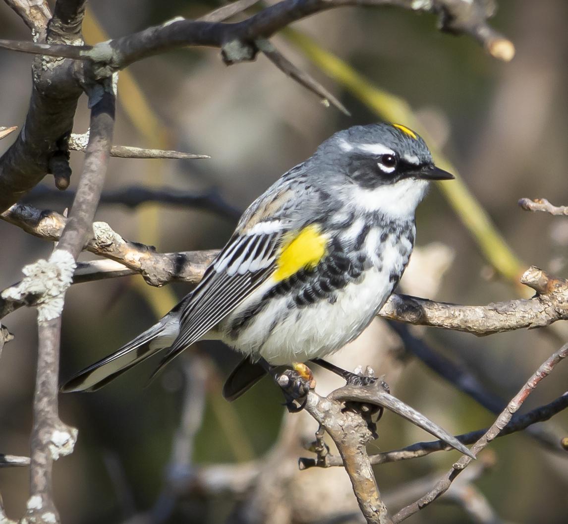 Yellow-rumped Warbler Photo by Tom Gannon