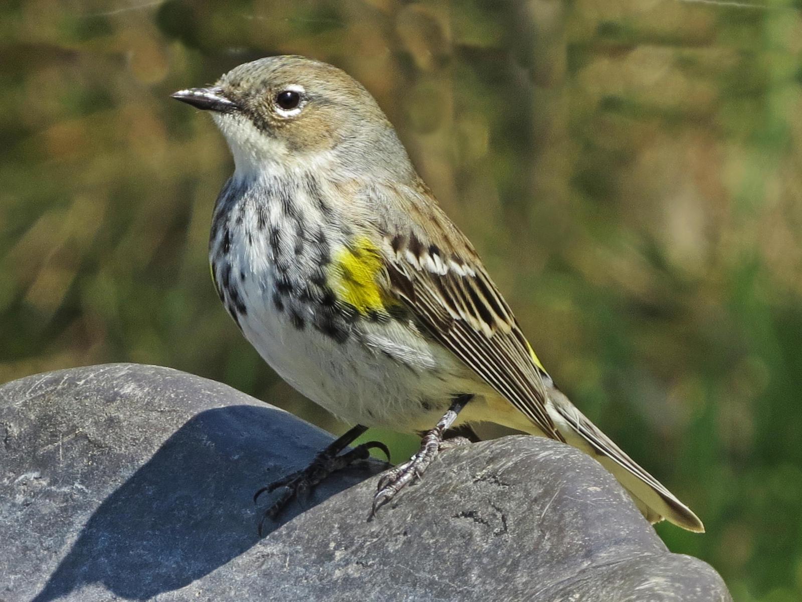 Yellow-rumped Warbler Photo by Bob Neugebauer