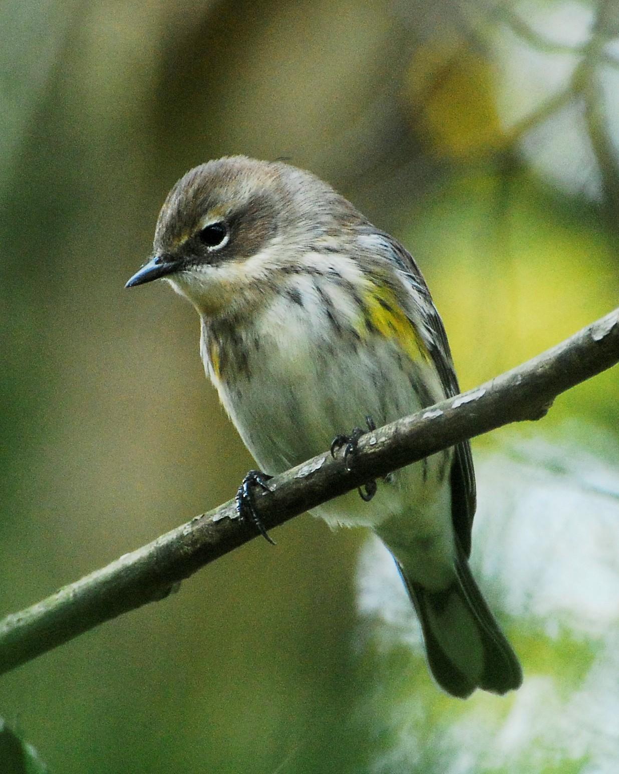 Yellow-rumped Warbler Photo by David Hollie