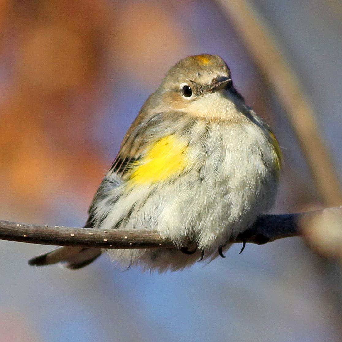 Yellow-rumped Warbler Photo by Tom Gannon