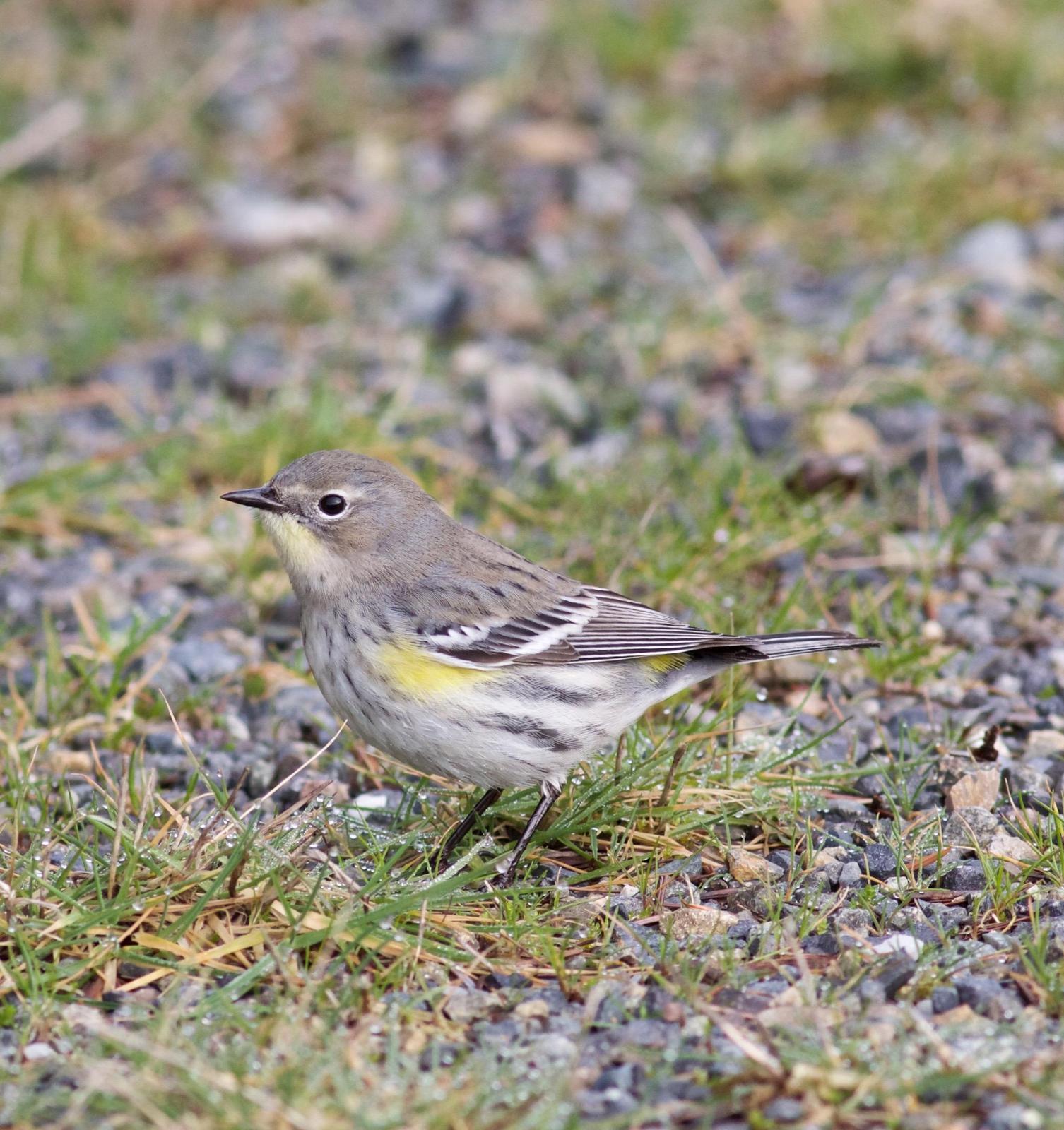 Yellow-rumped Warbler Photo by Kathryn Keith