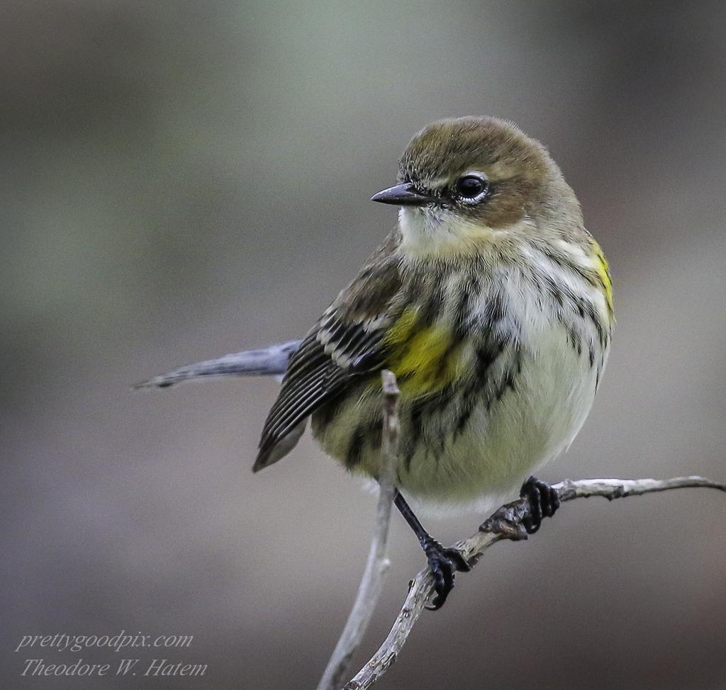 Yellow-rumped Warbler Photo by Theodore W.  Hatem