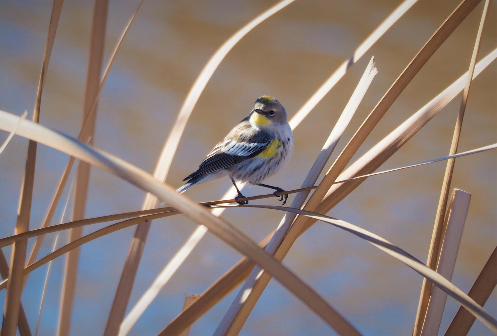 Yellow-rumped Warbler Photo by Colin Hill